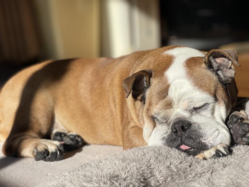 ぶるお記事画像