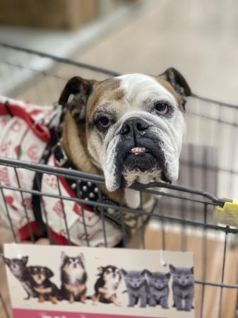 ぶるお記事画像