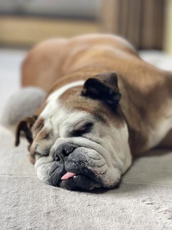 ぶるお記事画像