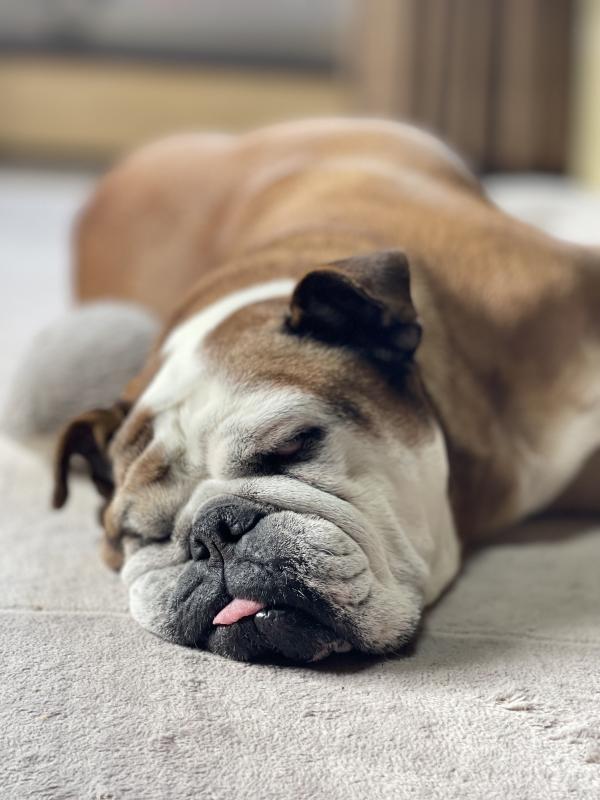 ぶるお記事画像