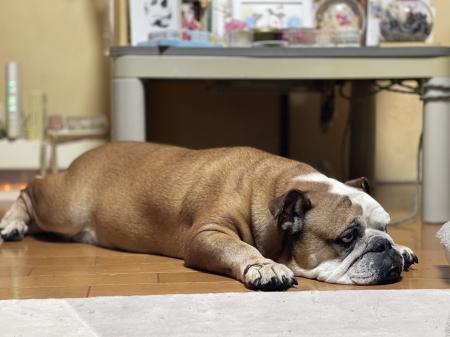 ぶるお記事画像