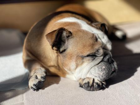 ぶるお記事画像