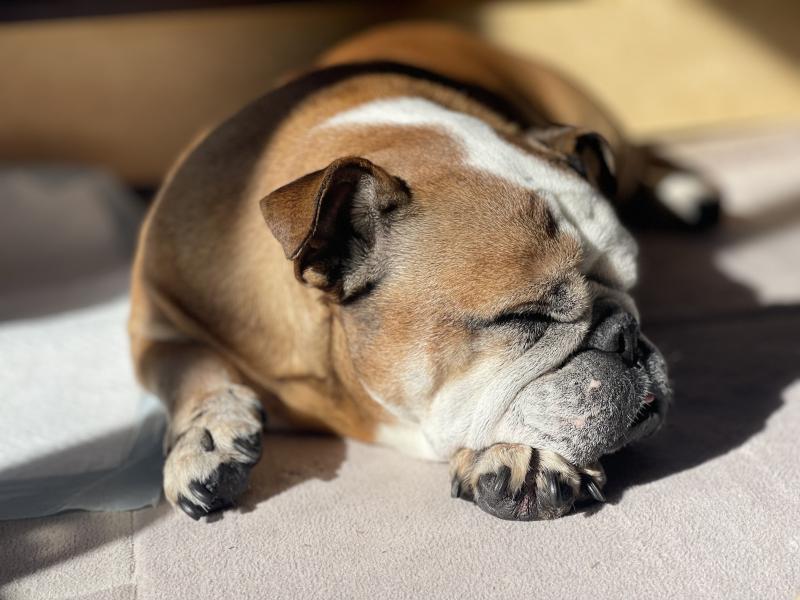 ぶるお記事画像