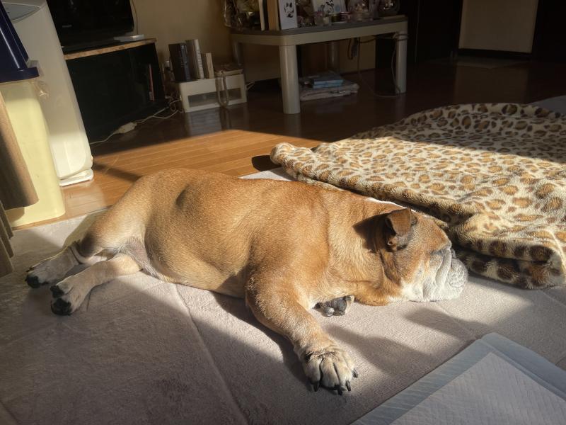 ぶるお記事画像