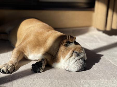 ぶるお記事画像