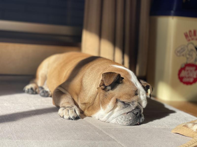 ぶるお記事画像