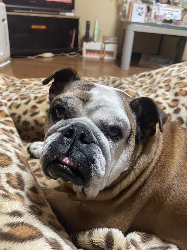 ぶるお記事画像