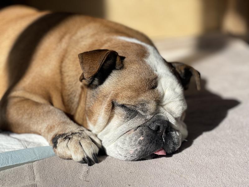 ぶるお記事画像