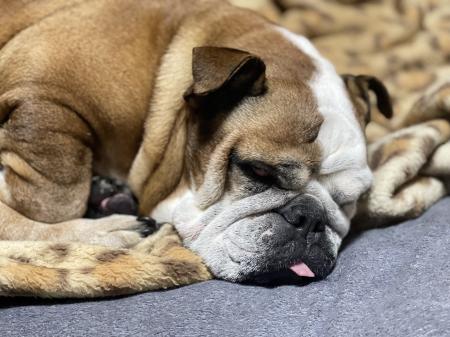 ぶるお記事画像