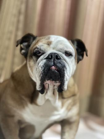 ぶるお記事画像