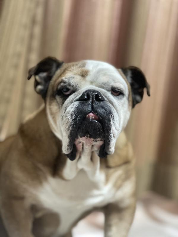 ぶるお記事画像