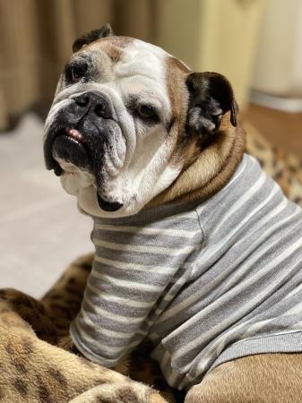 ぶるお記事画像