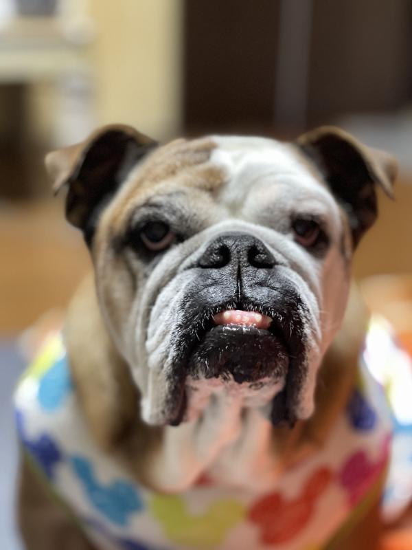 ぶるお記事画像