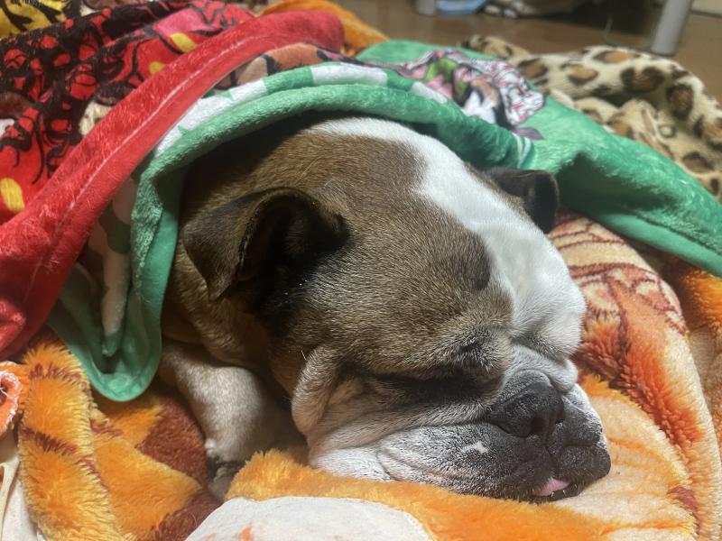 ぶるお記事画像