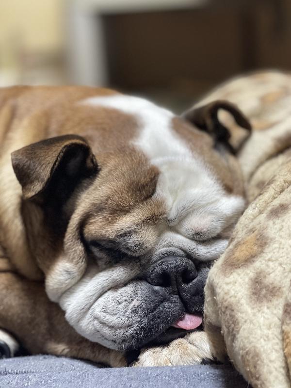 ぶるお記事画像