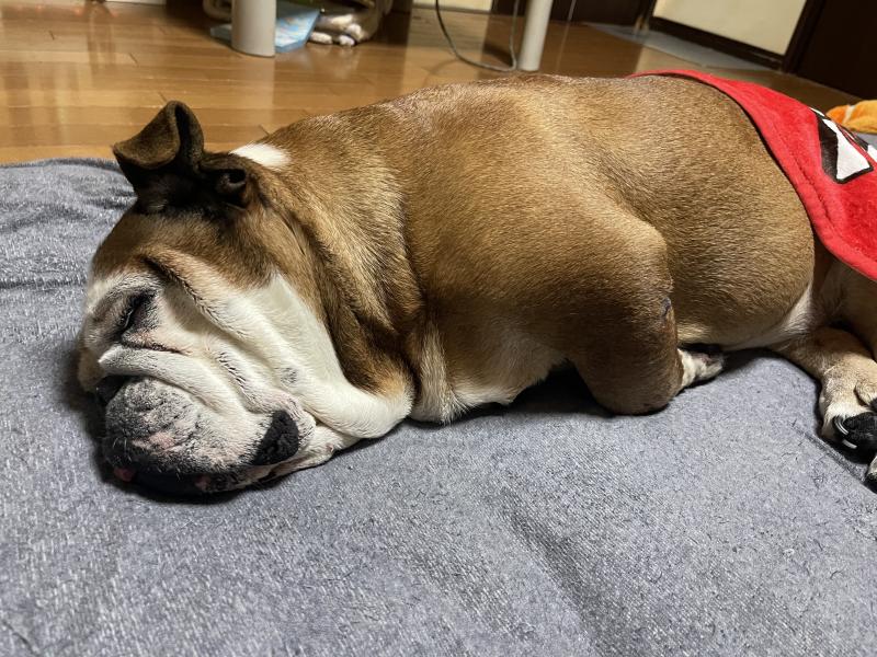 ぶるお記事画像