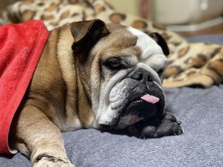 ぶるお記事画像