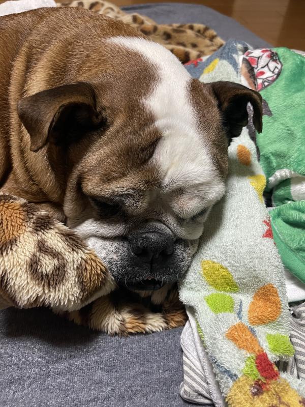 ぶるお記事画像