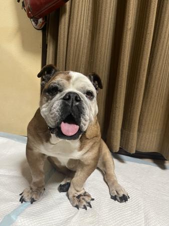 ぶるお記事画像