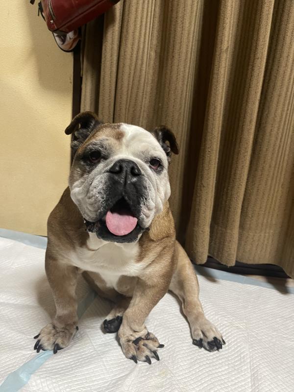 ぶるお記事画像