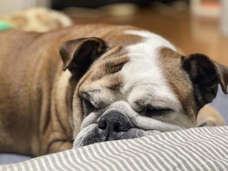 ぶるお記事画像