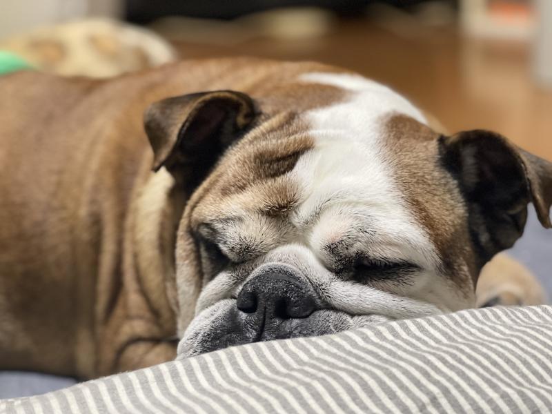 ぶるお記事画像