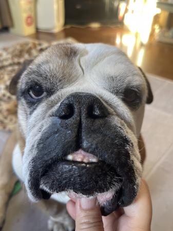 ぶるお記事画像