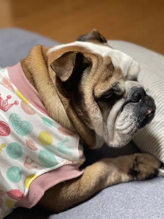 ぶるお記事画像