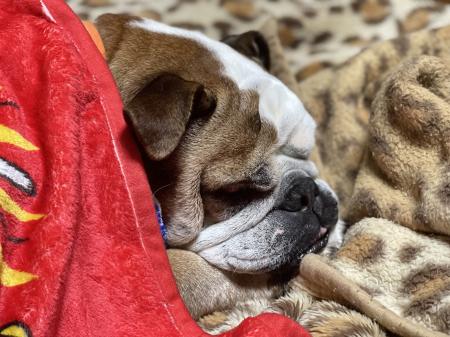 ぶるお記事画像