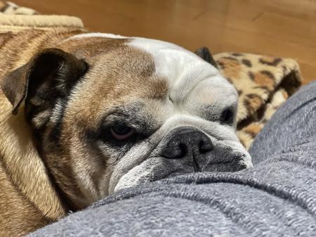 ぶるお記事画像