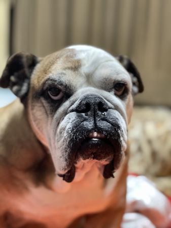 ぶるお記事画像