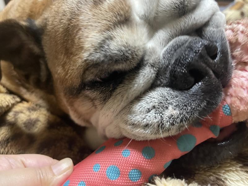 ぶるお記事画像