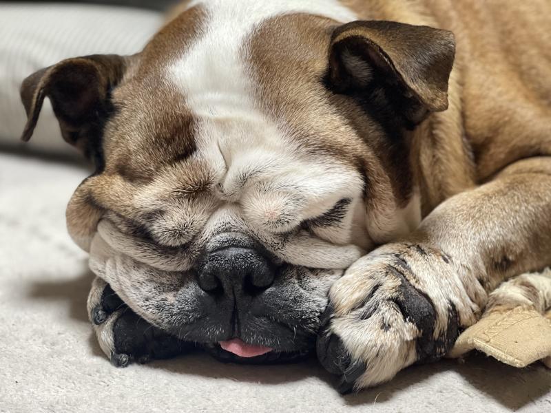 ぶるお記事画像