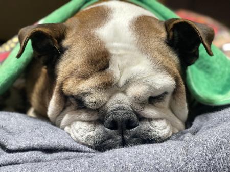 ぶるお記事画像