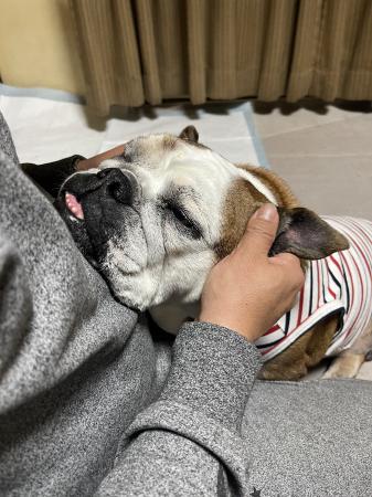 ぶるお記事画像