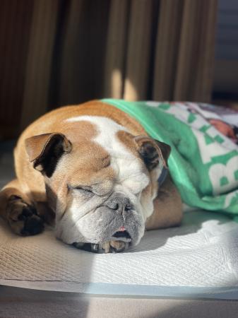 ぶるお記事画像