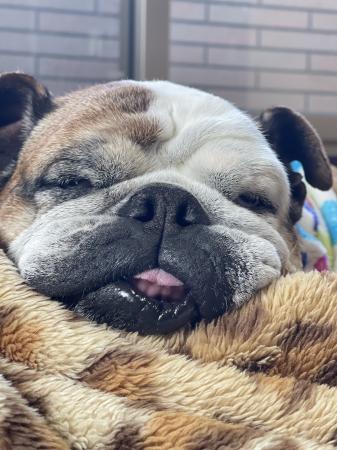 ぶるお記事画像