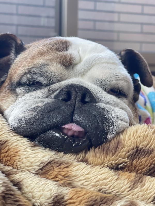 ぶるお記事画像