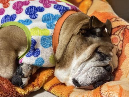 ぶるお記事画像