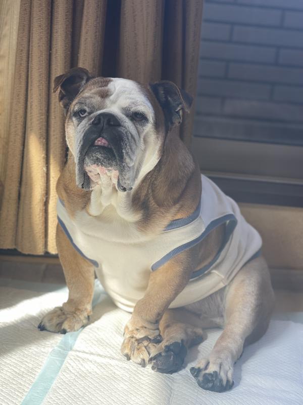 ぶるお記事画像