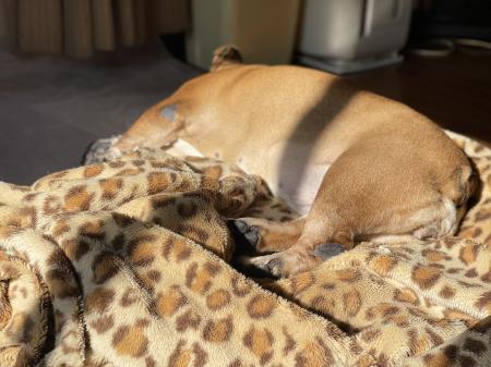 ぶるお記事画像