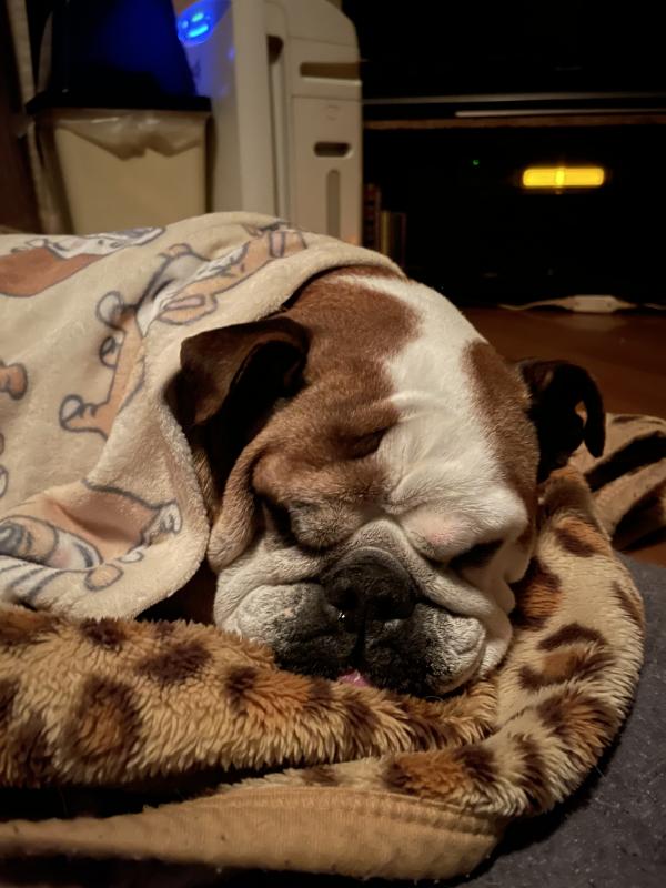 ぶるお記事画像