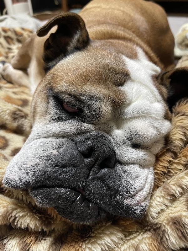 ぶるお記事画像