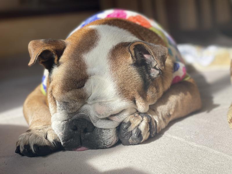 ぶるお記事画像