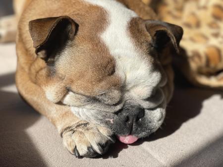 ぶるお記事画像