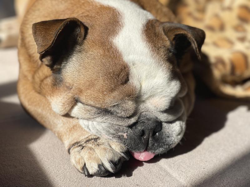 ぶるお記事画像