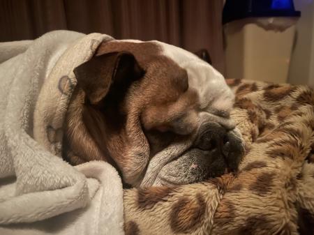 ぶるお記事画像