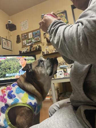 ぶるお記事画像