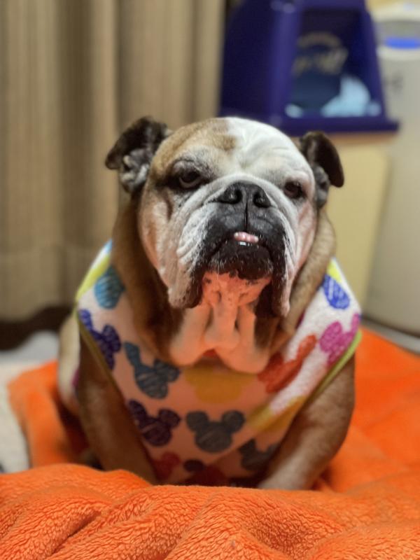 ぶるお記事画像