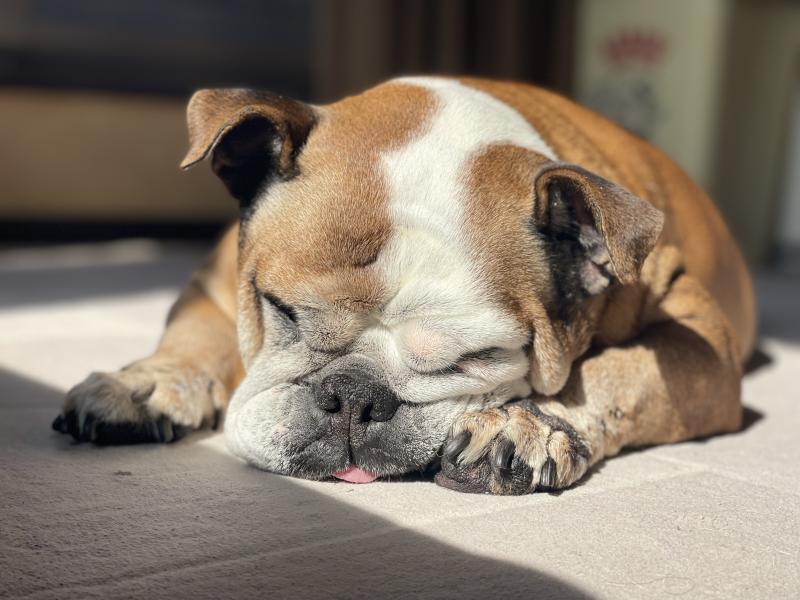 ぶるお記事画像